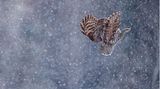 Scott Suriano/Bird Photographer of the Year
