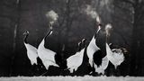 Li Ying Lou/Bird Photographer of the Year