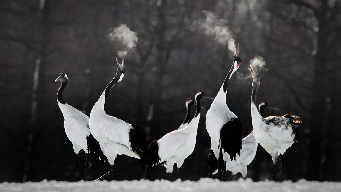 Li Ying Lou/Bird Photographer of the Year