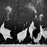 Li Ying Lou/Bird Photographer of the Year