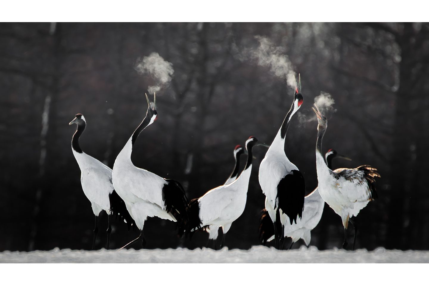Li Ying Lou/Bird Photographer of the Year
