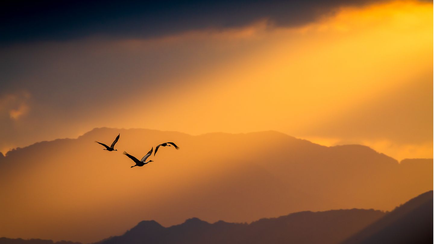 Taku Ono/Bird Photographer of the Year Taku Ono/Bird Photographer of the Year