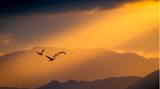 Taku Ono/Bird Photographer of the Year