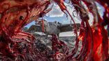 Eirik Grønningsæter/Bird Photographer of the Year