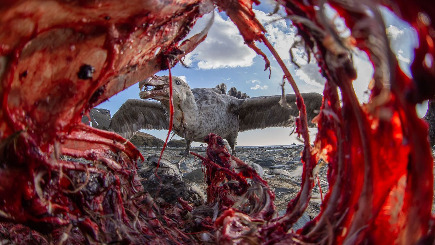 Eirik Grønningsæter/Bird Photographer of the Year