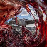 Eirik Grønningsæter/Bird Photographer of the Year