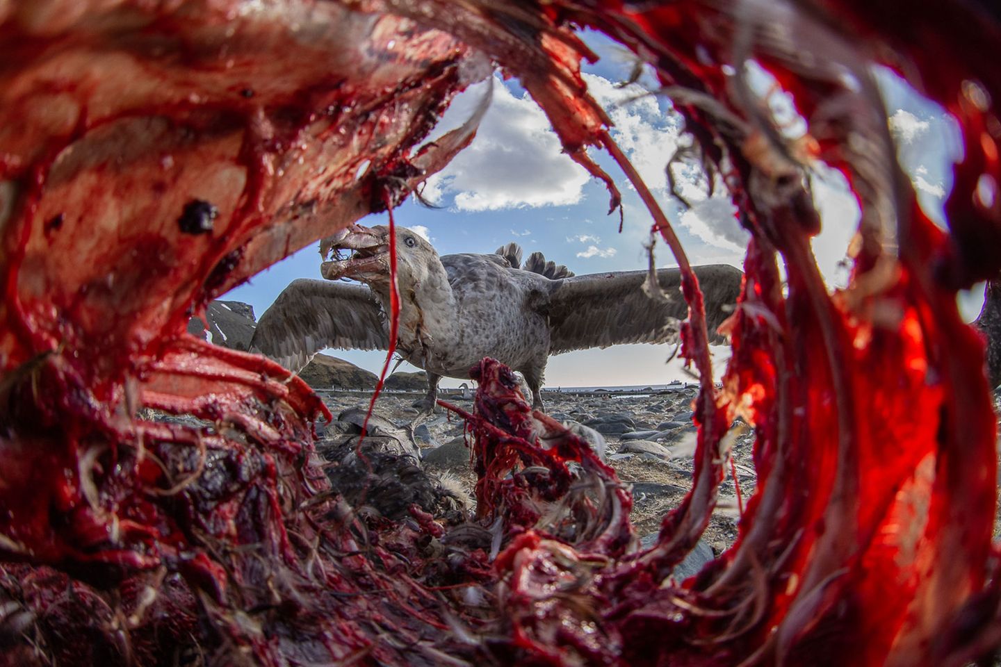 Eirik Grønningsæter/Bird Photographer of the Year