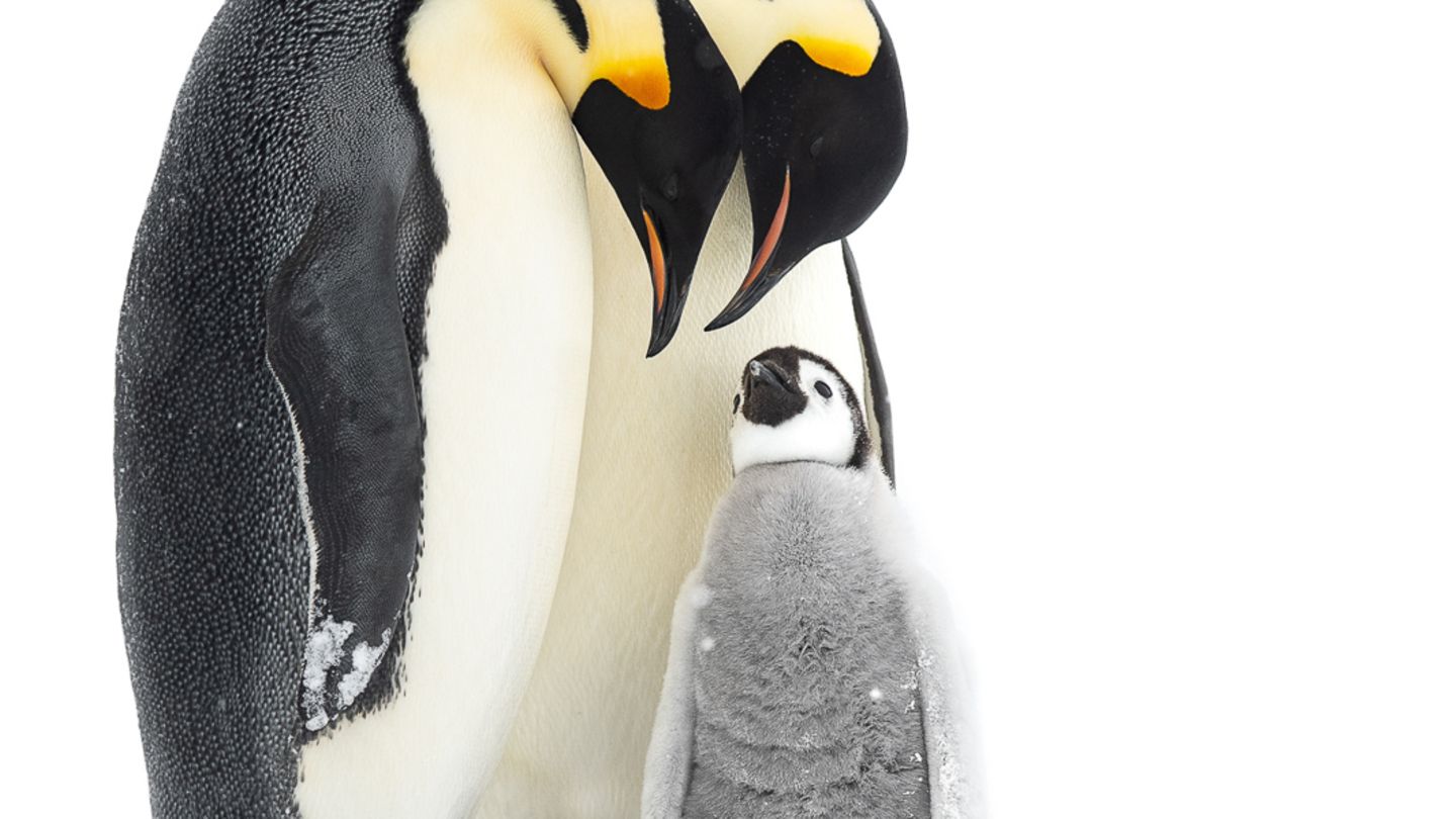 Thomas Vijayan/Bird Photographer of the Year Thomas Vijayan/Bird Photographer of the Year