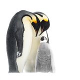 Thomas Vijayan/Bird Photographer of the Year