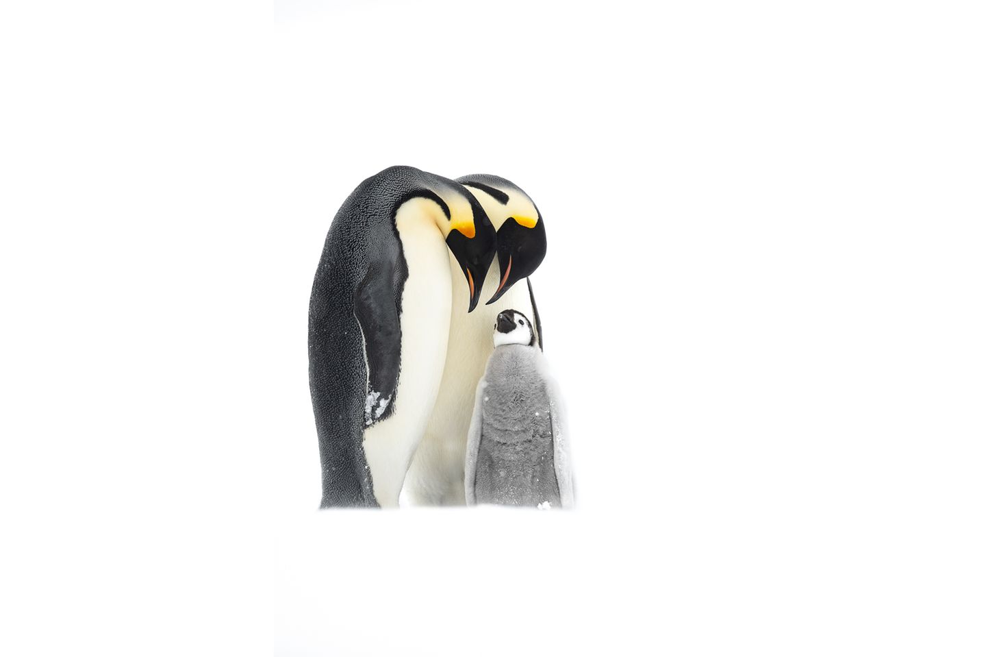 Thomas Vijayan/Bird Photographer of the Year