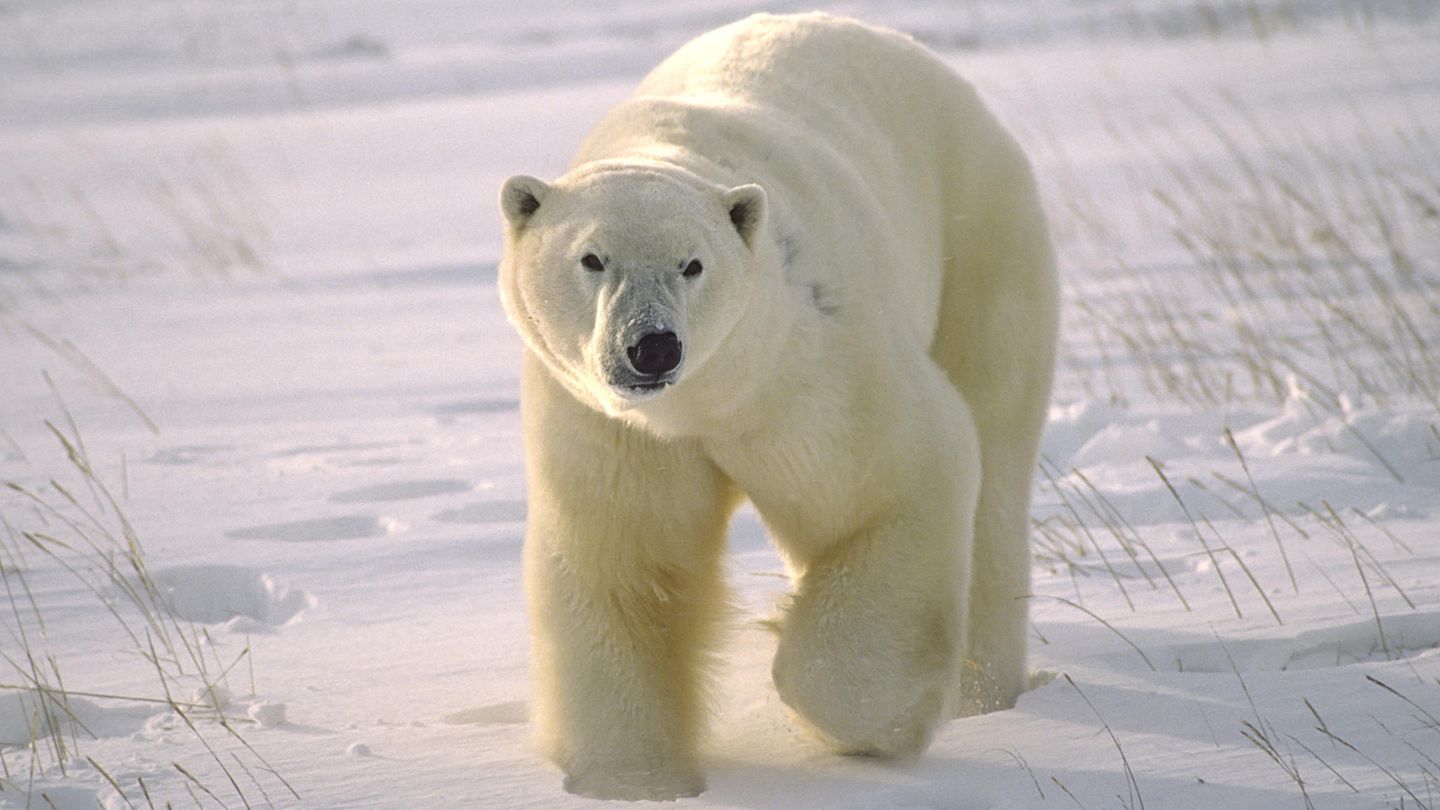 Grosser männlicher Eisbär auf arktischer Tundra