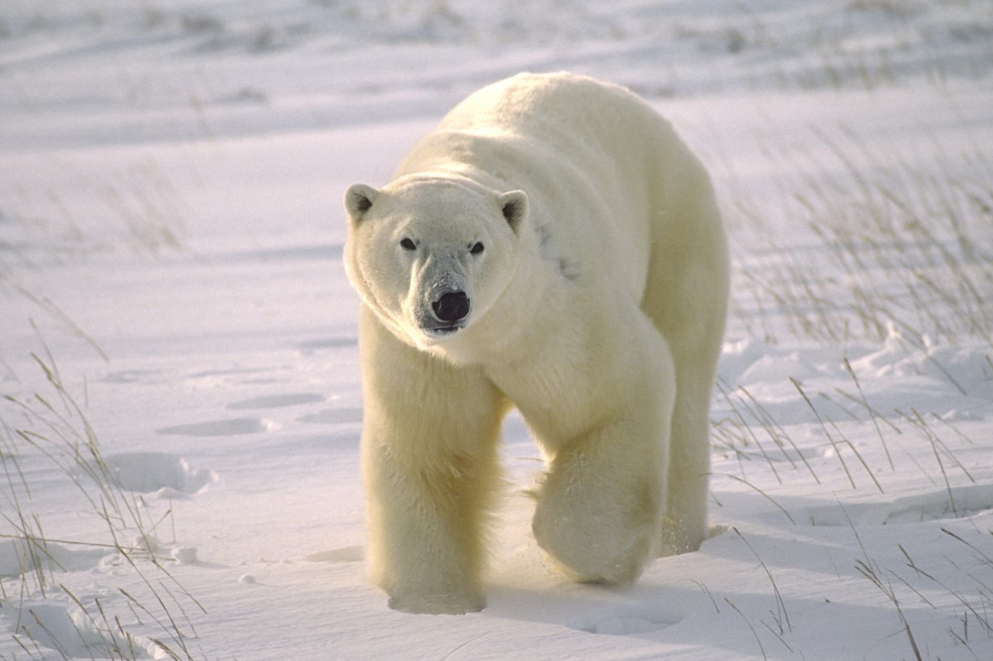 Grosser männlicher Eisbär auf arktischer Tundra