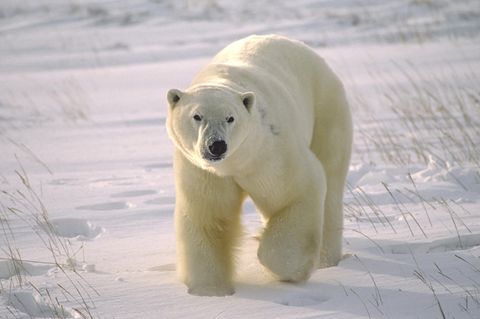 Grosser männlicher Eisbär auf arktischer Tundra