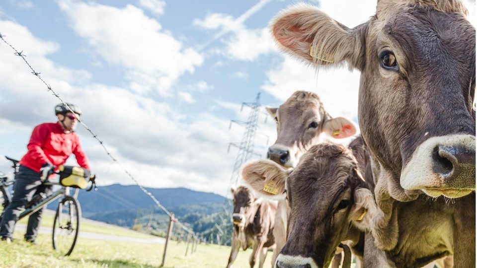 Radreisen: Streckenposten: Ein Zaungast bestaunt das prächtige Grauvieh am Ennsradweg in der Steiermark Streckenposten: Ein Zaungast bestaunt das prächtige Grauvieh am Ennsradweg in der Steiermark