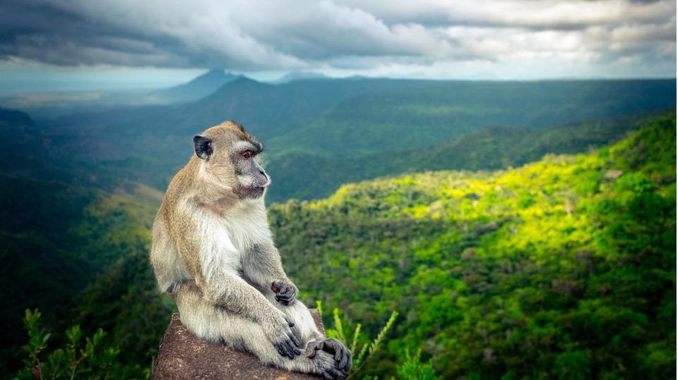 Ein Makake am Viewpoint des Black River Gorges National Park