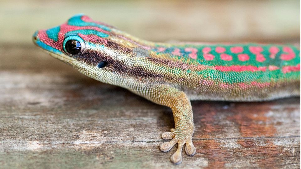 Ein schillernder Ornament-Taggecko auf der Île aux Aigrettes