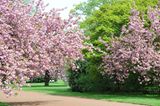 Kirschblüte im Nordpark Düsseldorf