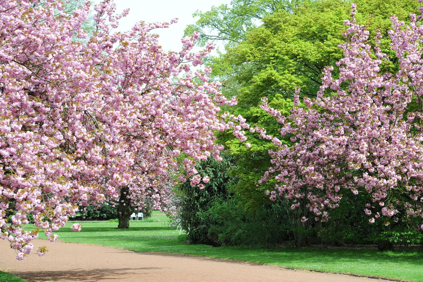 Kirschblüte im Nordpark Düsseldorf