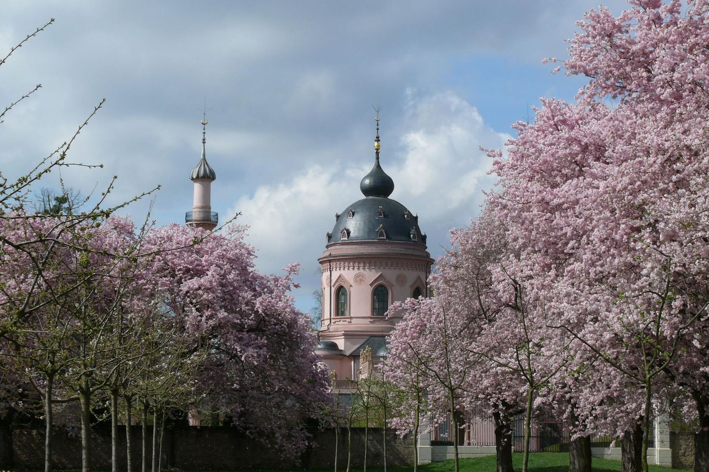 Schlossgarten Schwetzingen Kirschbäume blühen im Schlossgarten von Schloss Schwetzingen