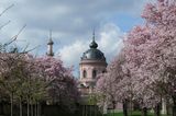 Kirschbäume blühen im Schlossgarten von Schloss Schwetzingen