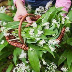 Im Mai blüht Bärlauch meist schon in einem prächtigen Weiß. Dann jedoch ist die Erntesaison schon vorbei, die Blätter haben ihren charakteristischen Geschmack verloren, sind bitter geworden. Deshalb ist unbedingt notwendig, dass Sammler die Pflanze allein anhand ihrer Blätter erkennen können
