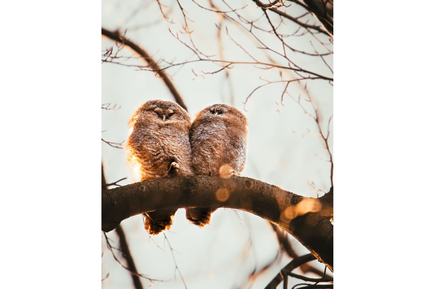 GEO LESERFOTO: 10.04.2021 "Zwei kleine Ästlinge die sich in der Morgensonne wärmen." Kamera: Canon EOS 80D und Tamron 150-600m G2 Mehr Foto von Lukas Springsklee 10.04.2021 "Zwei kleine Ästlinge die sich in der Morgensonne wärmen." Kamera: Canon EOS 80D und Tamron 150-600m G2 Mehr Foto von Lukas Springsklee