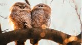 10.04.2021      "Zwei kleine Ästlinge die sich in der Morgensonne wärmen."      Kamera: Canon EOS 80D und Tamron 150-600m G2  Mehr Foto von Lukas Springsklee