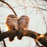 10.04.2021      "Zwei kleine Ästlinge die sich in der Morgensonne wärmen."      Kamera: Canon EOS 80D und Tamron 150-600m G2  Mehr Foto von Lukas Springsklee