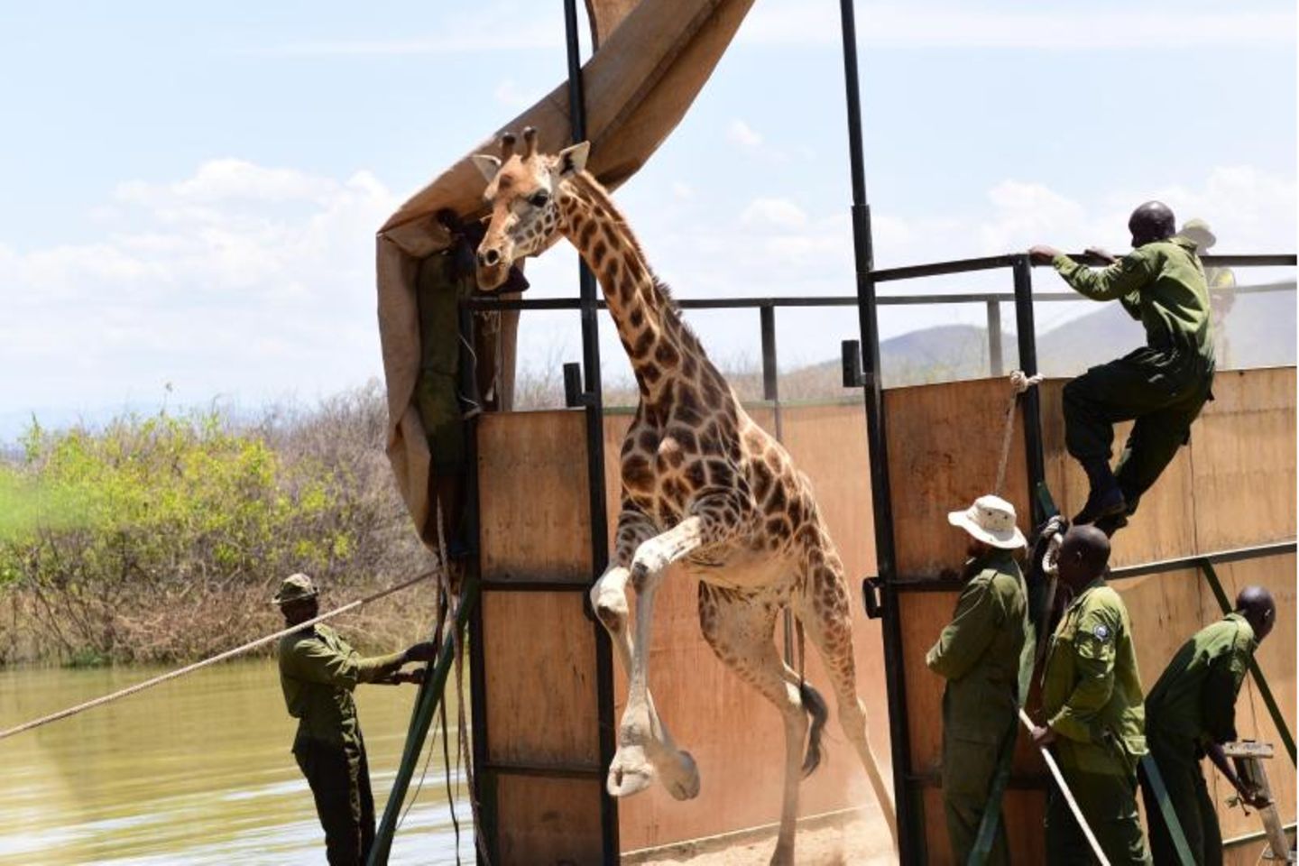 Giraffe in Kenia verlässt die Barke, um auf das Festland zu gelangen