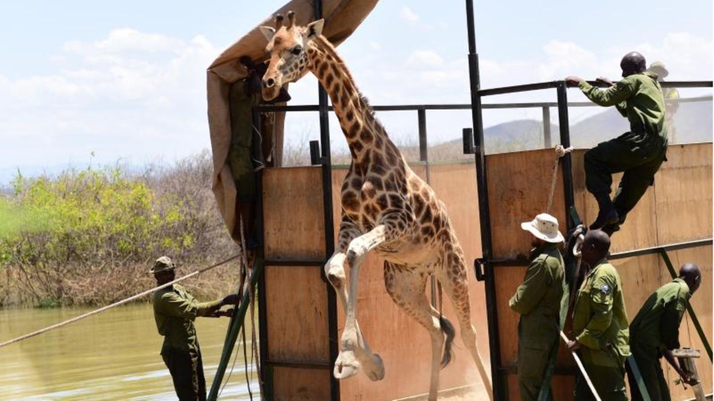 Giraffe in Kenia verlässt die Barke, um auf das Festland zu gelangen