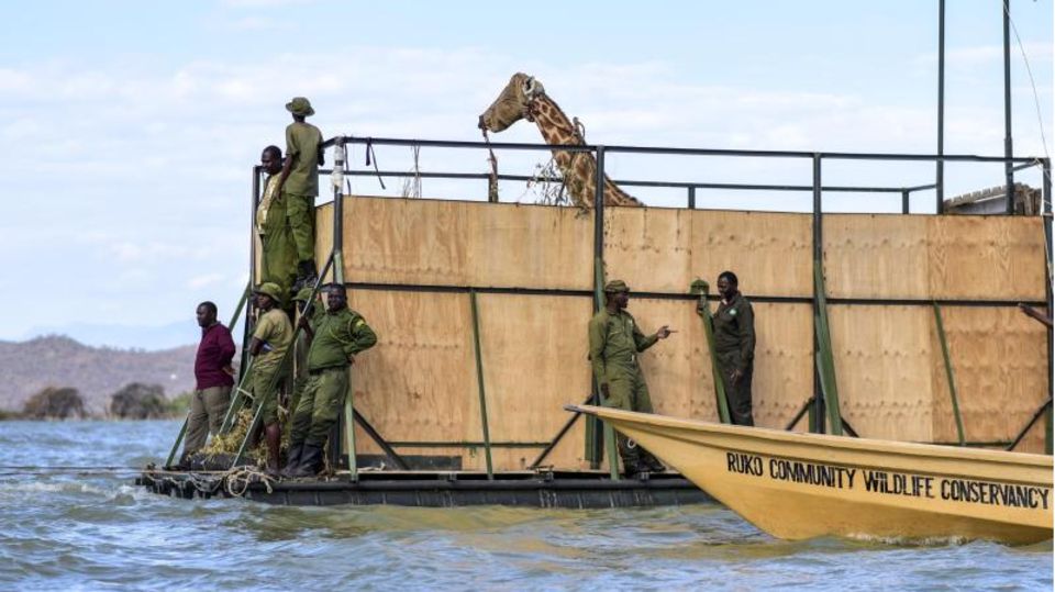 Kenia: In Kenia transportieren Helfer eine Rothschildgiraffe mit dem Lastkahn, um sie von der Insel Longicharo zum Schutzgebiet auf dem Festland zu bringen In Kenia transportieren Helfer eine Rothschildgiraffe mit dem Lastkahn, um sie von der Insel Longicharo zum Schutzgebiet auf dem Festland zu bringen