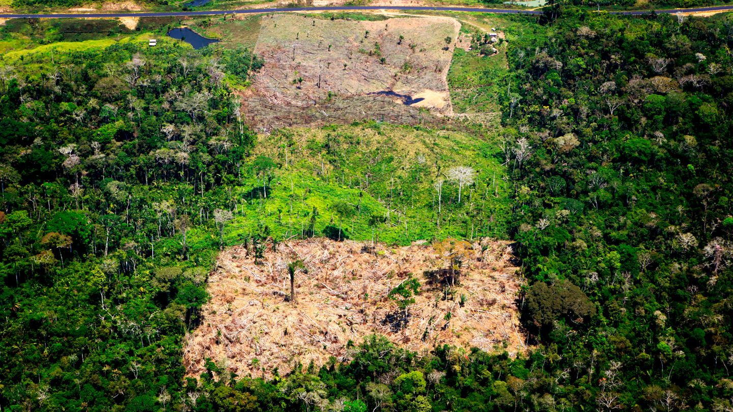 Luftaufnahme eines abgeholzten Gebiets im Amazonas-Regenwald in Acre, Brasilien. Für den Anbau von Soja, Kaffee und anderen Produkten für den Import in die EU ist zuletzt im Mittel jährlich Tropenwald auf einer Gesamtfläche von etwa der vierfachen Größe des Bodensees abgeholzt worden
