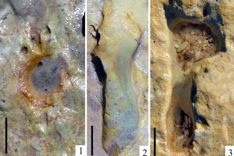 Archäologie: Bei manchen der Abdrücke sind auch Details wie die Zehen zu erkennen Bei manchen der Abdrücke sind auch Details wie die Zehen zu erkennen