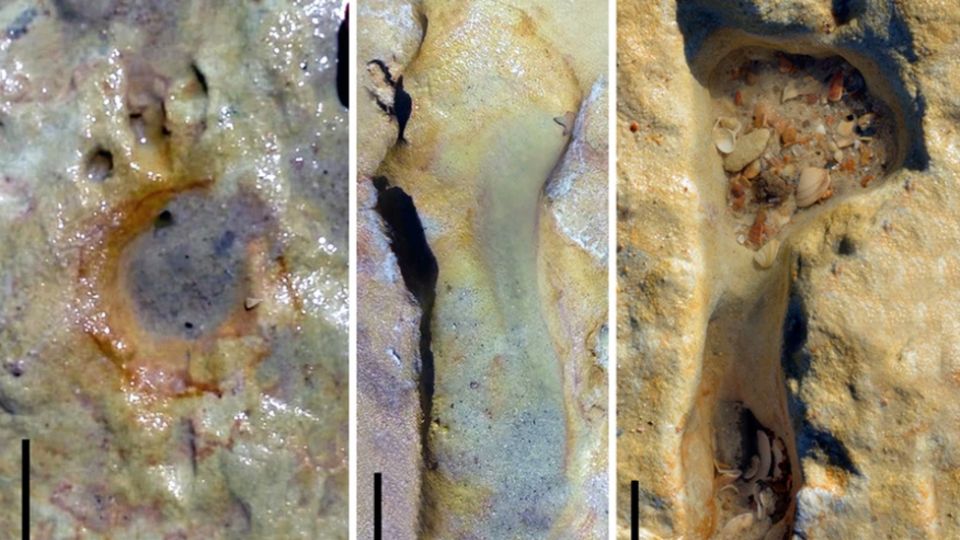 Archäologie: Bei manchen der Abdrücke sind auch Details wie die Zehen zu erkennen Bei manchen der Abdrücke sind auch Details wie die Zehen zu erkennen