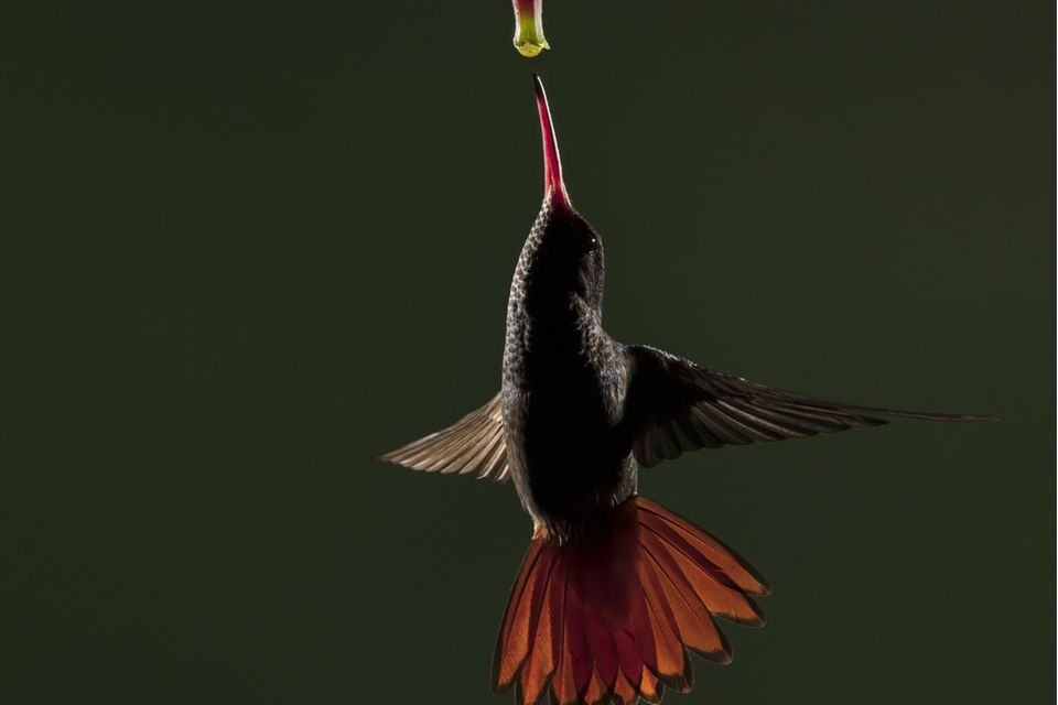 Wieso Kolibris federleichte Kraftprotze sind - [GEO]