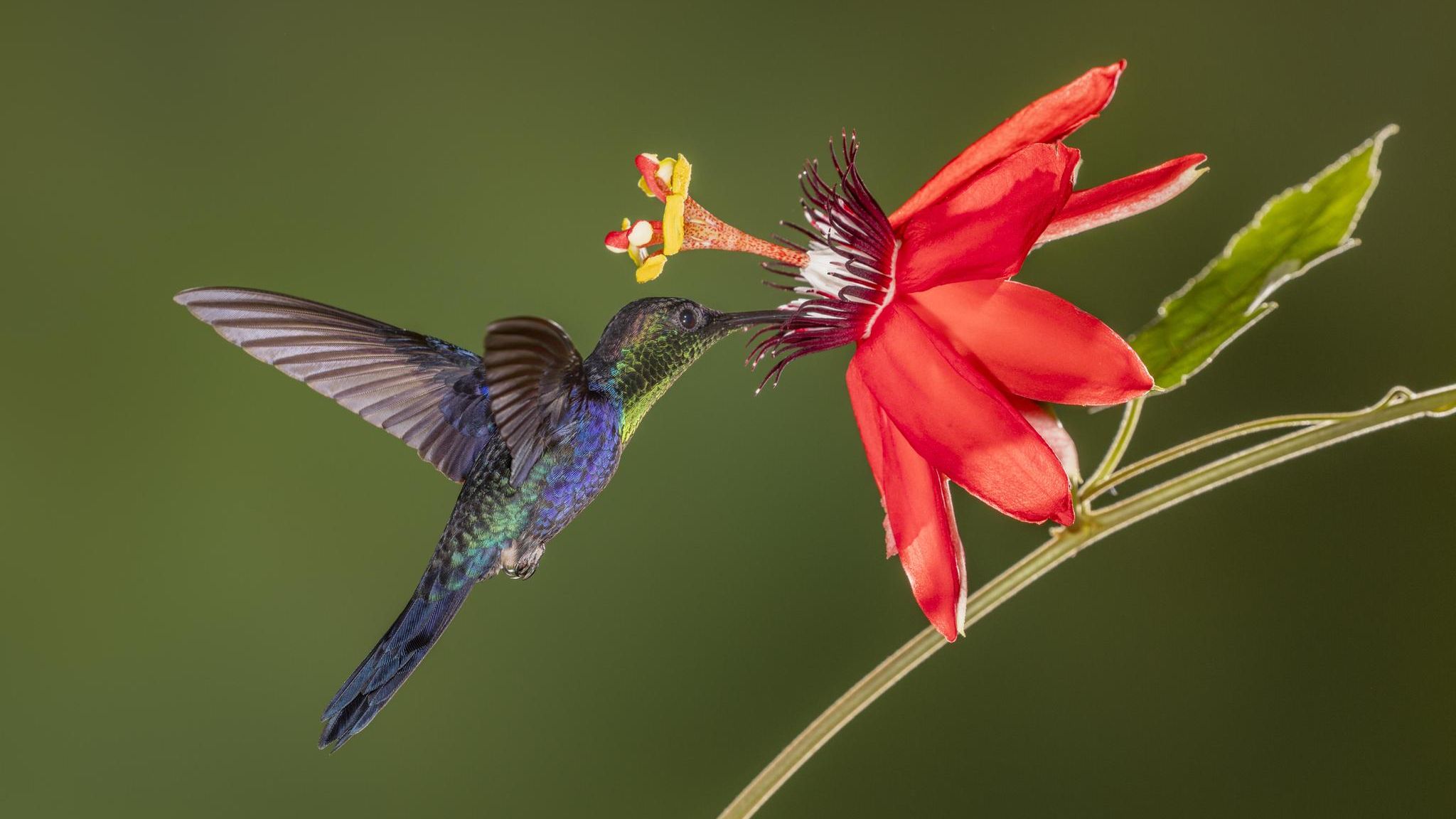 Alles an Kolibris scheint verschwenderisch, Farben, Schönheit und die Namen: eine Violettkronennymphe im Urwald von Costa Rica. Prachtvoll sind vor allem die Männchen – die Weibchen brauchen ihre Energie für die Brutpflege