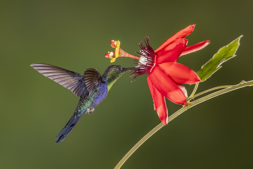 Alles an Kolibris scheint verschwenderisch, Farben, Schönheit und die Namen: eine Violettkronennymphe im Urwald von Costa Rica. Prachtvoll sind vor allem die Männchen – die Weibchen brauchen ihre Energie für die Brutpflege