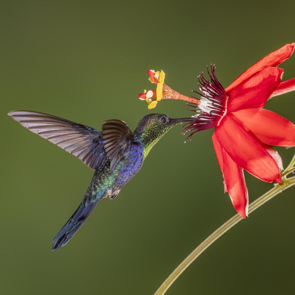 Alles an Kolibris scheint verschwenderisch, Farben, Schönheit und die Namen: eine Violettkronennymphe im Urwald von Costa Rica. Prachtvoll sind vor allem die Männchen – die Weibchen brauchen ihre Energie für die Brutpflege