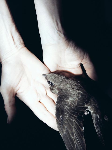 Hier liegt Wanda erschöpft in den Händen der Tierärztin. Haupt hat den Alpensegler gerade operiert und wird ihn nun gesund pflegen. Wanda wird es schaffen: Ende Mai 2018 steigt der Segler in den Himmel über Süddeutschland