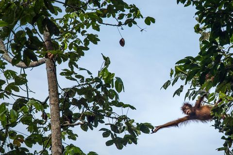 Menschenaffen: Die Hochkultur der Orang-Utans