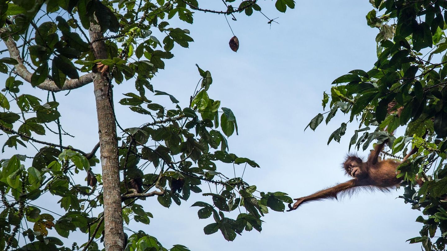 Menschenaffen: Die Hochkultur der Orang-Utans