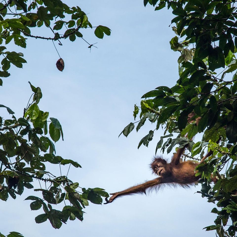 Menschenaffen: Die Hochkultur der Orang-Utans