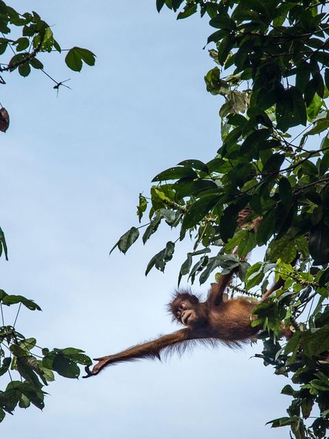 Menschenaffen: Die Hochkultur der Orang-Utans