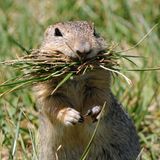 14.04.2021      "Fleißiger Ziesel bei der Arbeit... ."      Ort: Wien