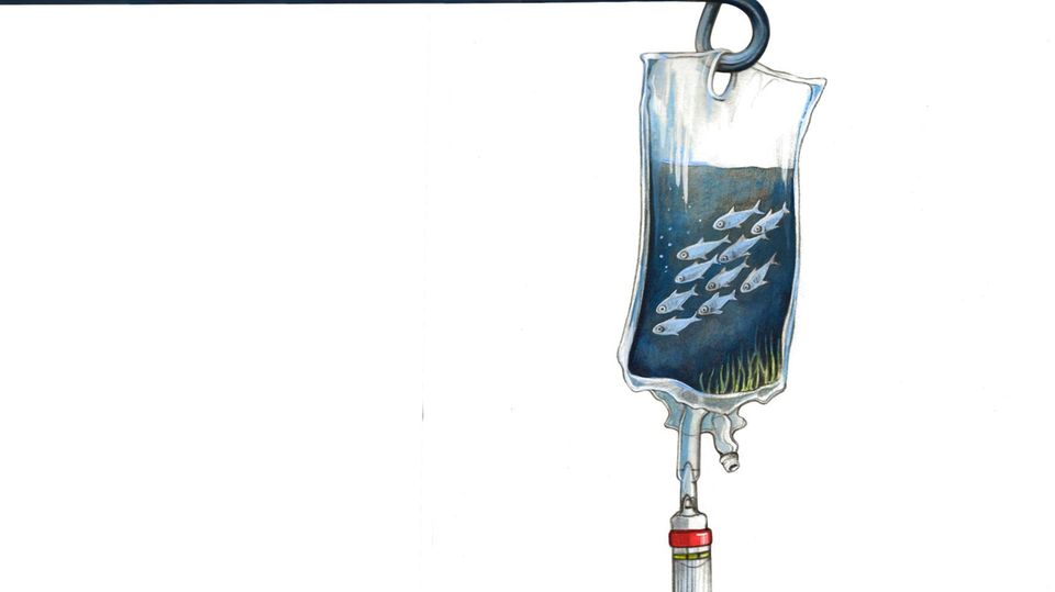 Medikamenten-Entwicklung: Im Schleim von Fischen fahnden Wissenschaftler nach Substanzen, die zum Beispiel gegen bestimmte multiresistente Krankenhauskeime wirken Im Schleim von Fischen fahnden Wissenschaftler nach Substanzen, die zum Beispiel gegen bestimmte multiresistente Krankenhauskeime wirken