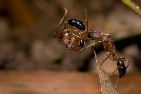 Die indische Springameise Harpegnathos saltator ist eine geschickte Jägerin
