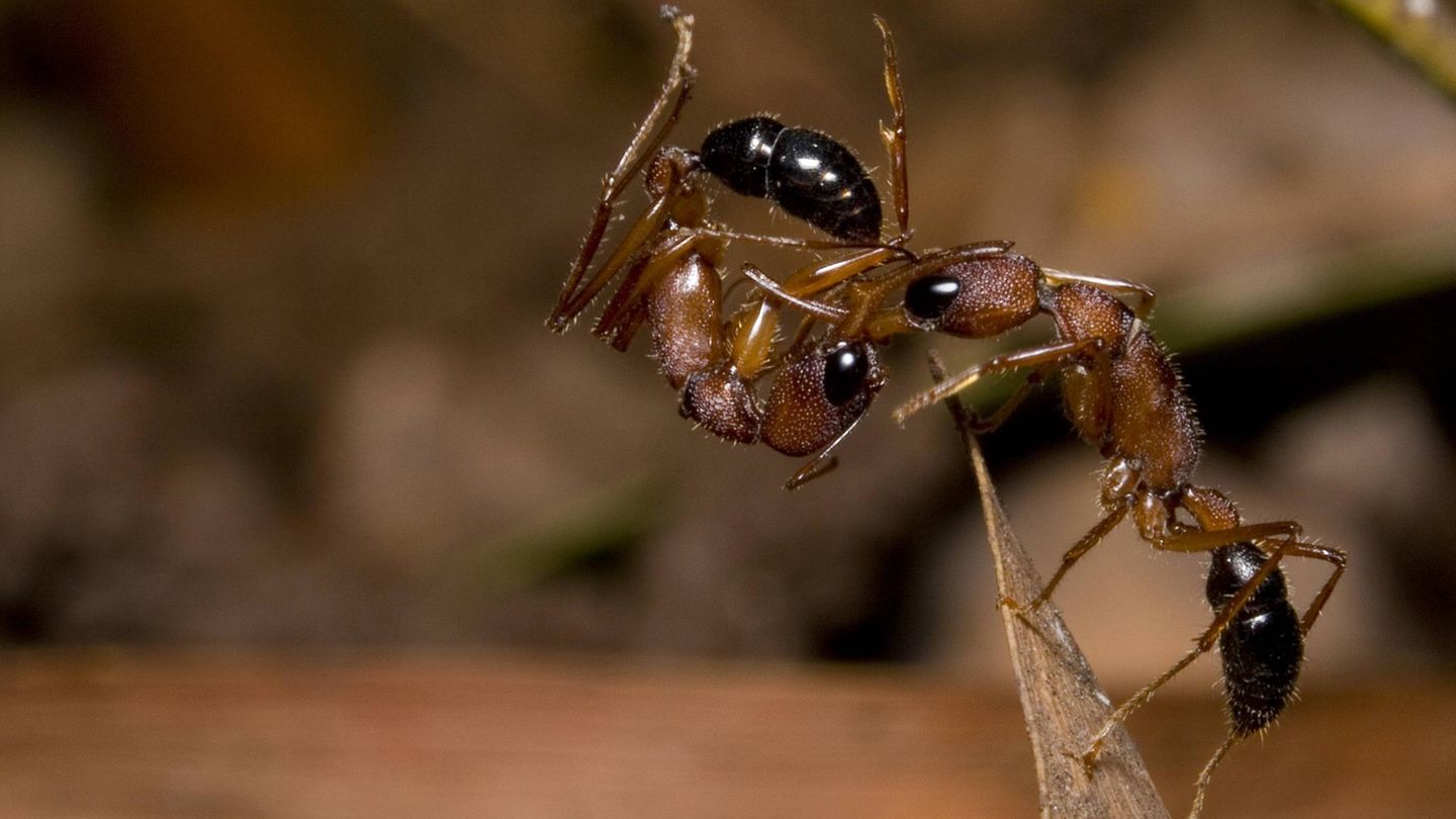 Die indische Springameise Harpegnathos saltator ist eine geschickte Jägerin