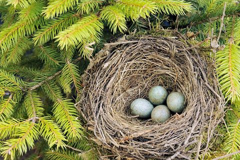 Bunte Eier: Erkennen Sie, zu welchem Vogel dieses Nest gehört?