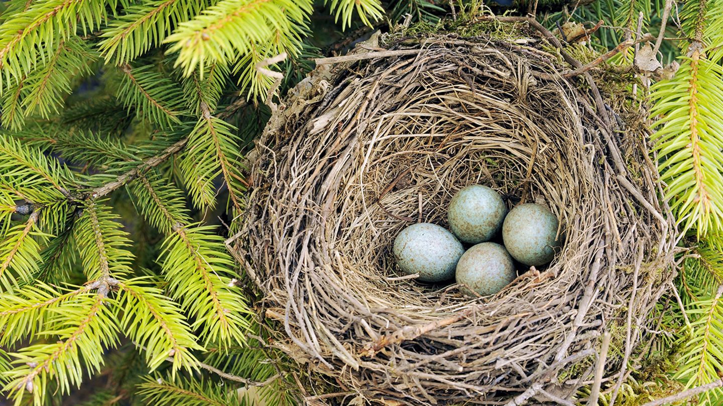 Quiz: Erkennen Sie, zu welchem Vogel dieses Nest gehört? - [GEO]
