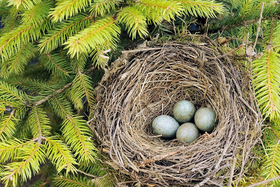 Tierbauten: Erkennen Sie, zu welchem Vogel dieses Nest gehört?